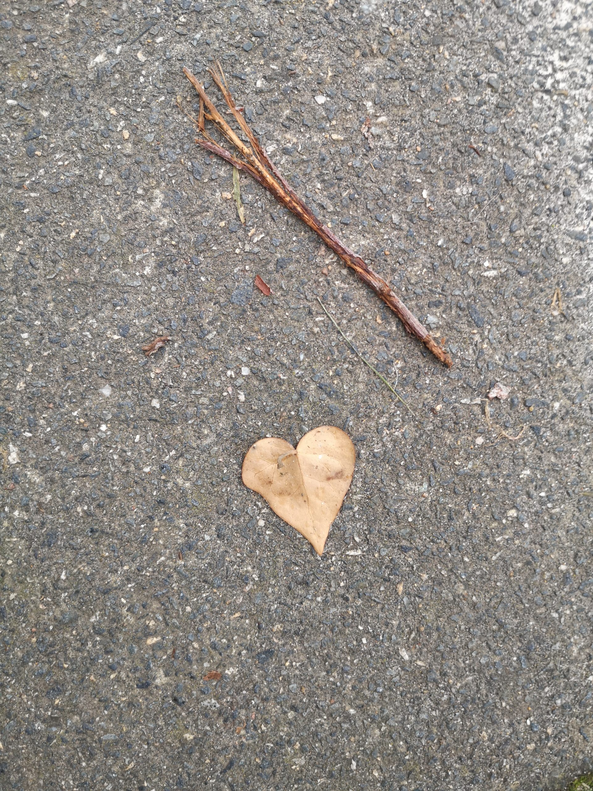 A stick with a leaf in the shape of a heart