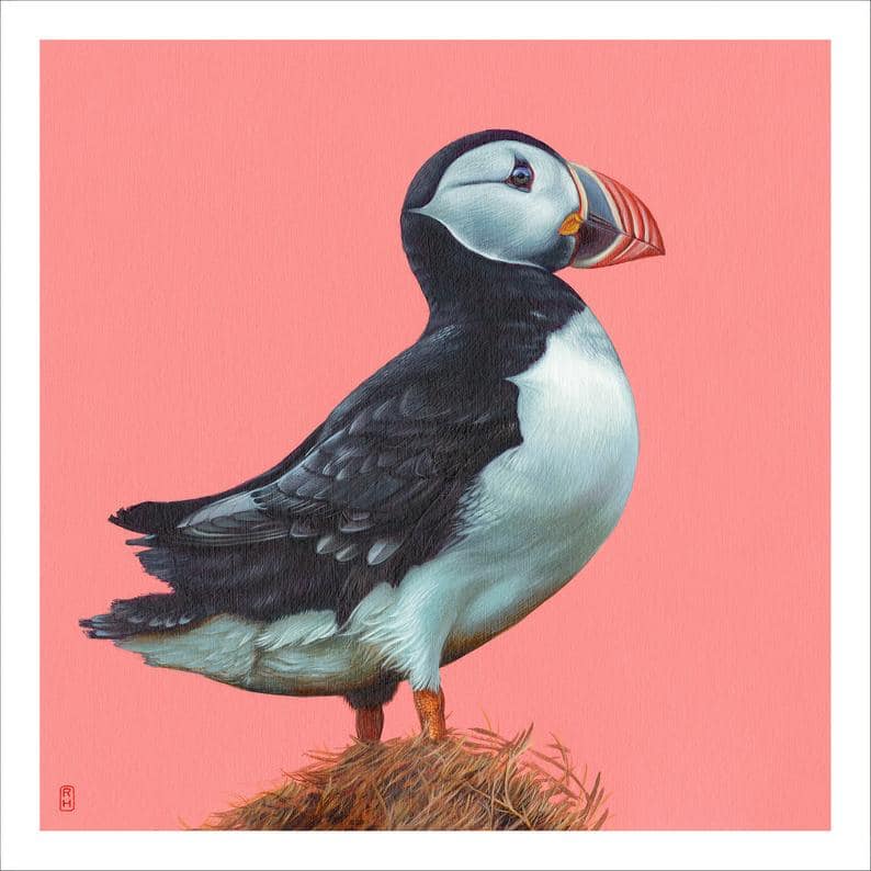 An illustration of a puffin